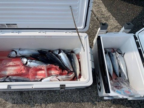 餵