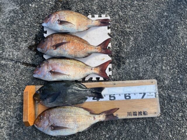 ��ü����