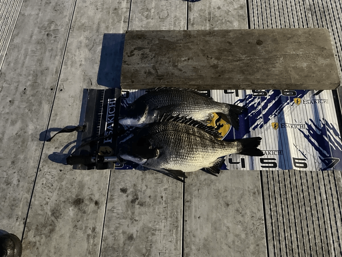 ���å�����