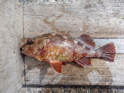 ���ͻ�Ωʿ�볤�Ť����