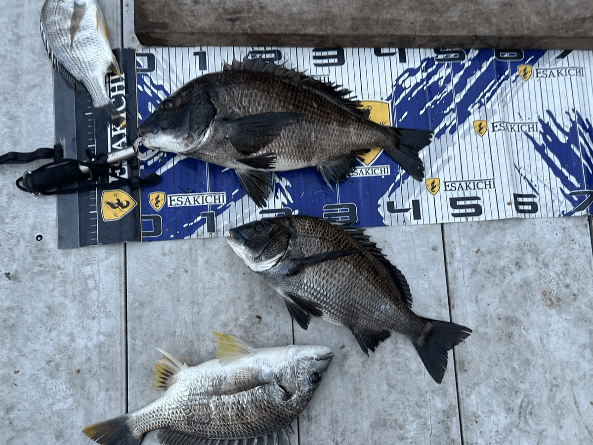 ���å�����