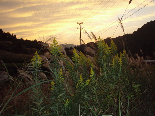 麒麟草にすすき・・・秋の夕暮れが似合います