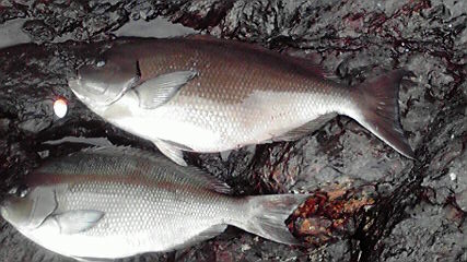 62センチと48センチらしいです