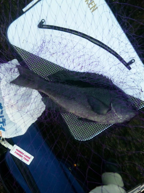 ¤³¤ì¤¬´¥¤µ¤ó¤Î½é£´£°¥»¥ó¥Á¥ª¡¼¥Ð¡¼¡£