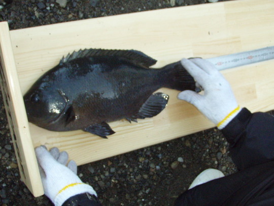 これは高岡さんの釣った45〜6のグレ。やっぱりチャいますね〜。