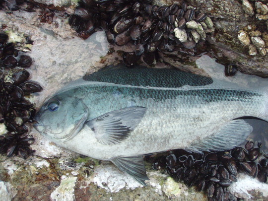 ¤ä¤Ã¤È¤³¤µ40¥»¥ó¥Á¤Î¥°¥ì¡¢»Å³Ý¤±¤Ï¥«¥óÉÕ¤¥¦¥¤ÎÊý¤¬¼Ð¤á¤ÎÄà¤ê¤¬¤Ç¤¤Æ¤¤¤¤¤«¤â¤·¤ì¤Þ¤»¤ó¤Í