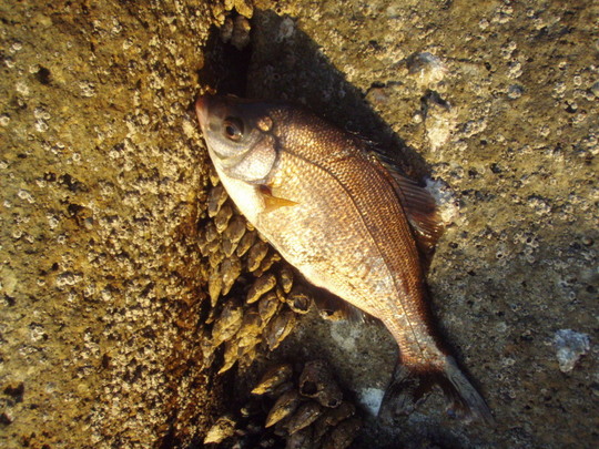 ¥¿¥Ê¥´¤¬°ì»þ´Ö¤¿¤Ã¤ÆÄà¤ì¤Þ¤·¤¿¤Í