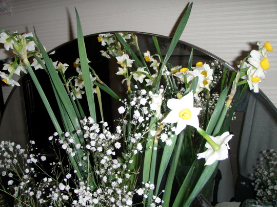 ͧ㤬µ¨Àá¤Î£¤êʪ¡Ö¿åÀç¡×¤òÆÏ¤±¤Æ¤¯¤ì¤Þ¤·¤¿¡£º£Ê¡°æ¤ÏÂçÀã¡£¤ª¸«Éñ¤¤¿½¤·¾å¤²¤Þ¤¹¡£