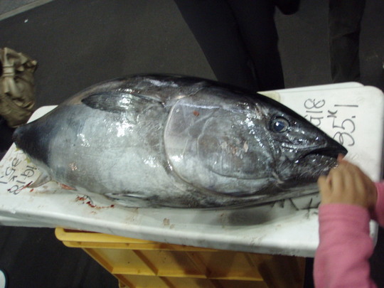まぐろ!どか〜ん。。大きい。