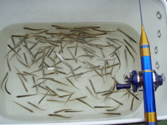 Natsuちゃんとお父さんの9時までの釣果。36Lのバッカンです。