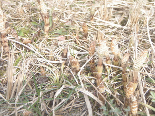 つくし カミサンの撮影