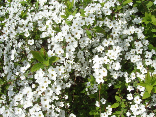 コケツメクサ・・?かな