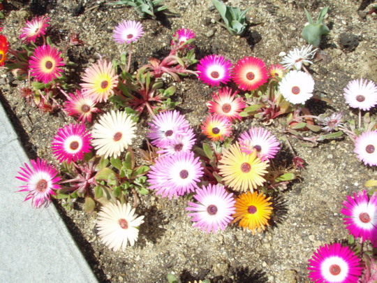 かわいいですね