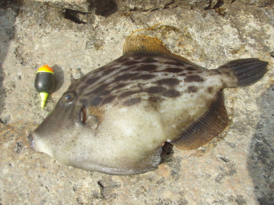 ¤³¤ÎÆü°ìÈ֤ΤªÅÚ»º30¥»¥ó¥Á¤Î¥«¥ï¥Ï¥®