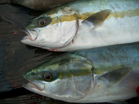 ヒラマサ ブッチブチ