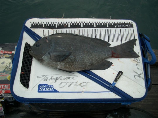 こんな良型のグレも