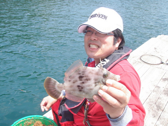 こんなカワハギが掛かってきます。