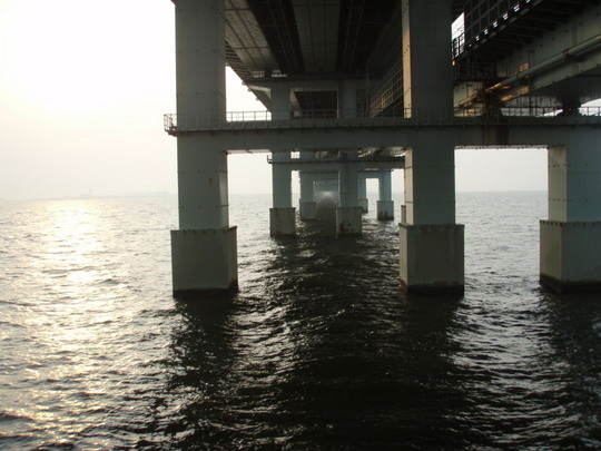 橋脚は魚の宝庫かも。