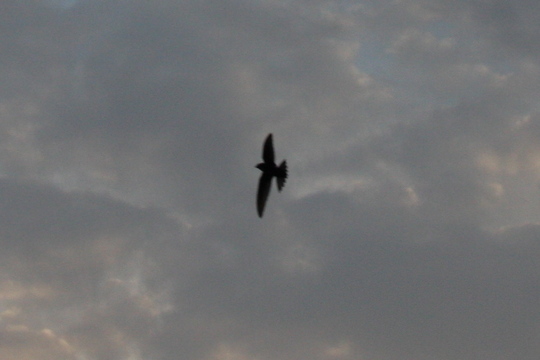 梅雨空に朝からたくさんの海燕が巣立って行きました