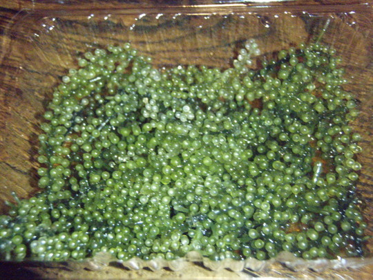 沖縄の海ぶどう。たれを賭けたらすぐ食べましょう。溶けてしまいます。