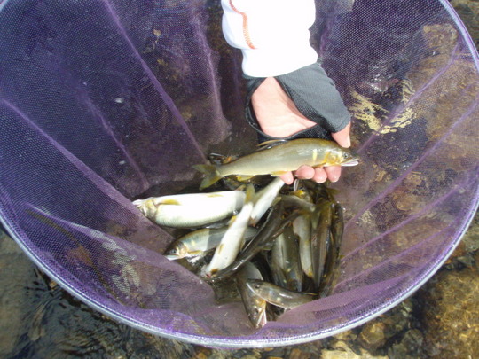 °¾¤Î·¿¤â¤è¤¯¤Ê¤Ã¤Æ¤¤Þ¤·¤¿