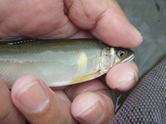おとりサイズが釣れてきます