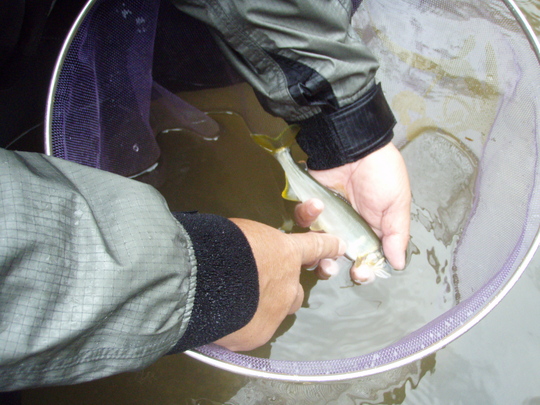 これが追い星です。興奮した色で、ひれまで黄色でした。