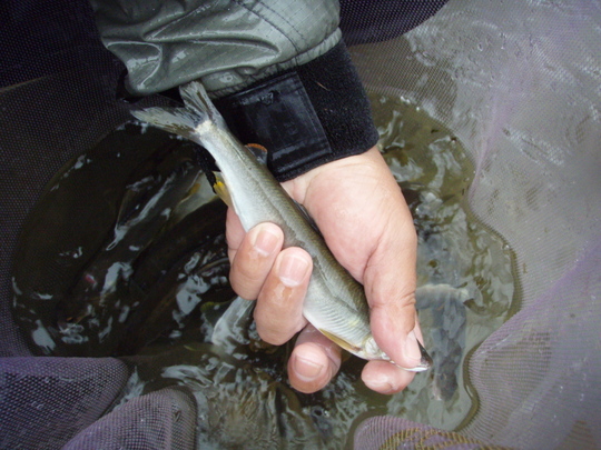 型もいいですよ。