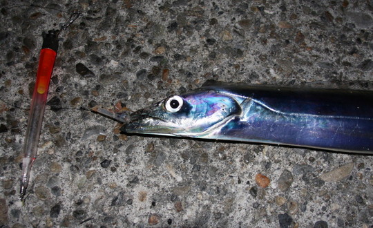 ピカピカドンドンってこれなんですよ