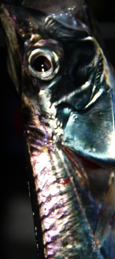 迫力ありますね〜