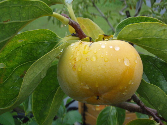 ここの名物はやっぱり『柿』