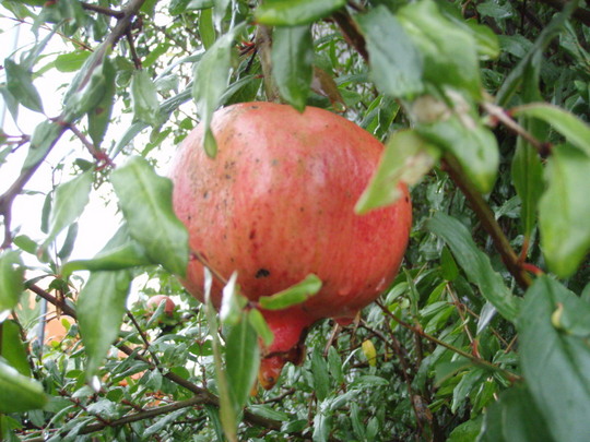 ザクロもありました われる寸前です。