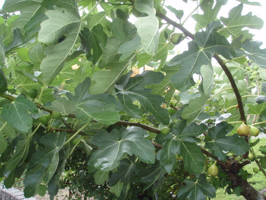 こちらはイチジクです