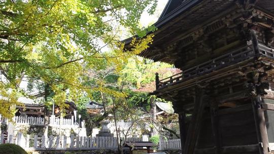 大きな山門と大銀杏の木