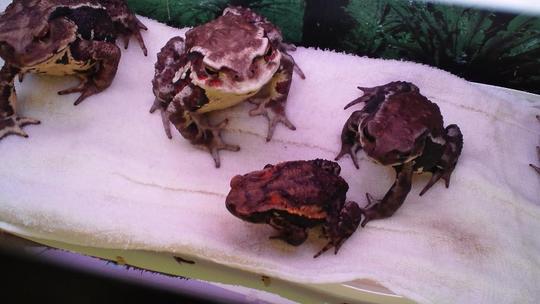 赤い模様の蛙です。ちゃんとした名前を持つ種類だと思いますが・・。