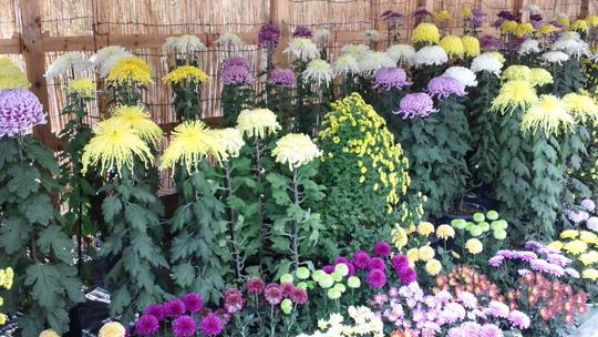 境内は菊まつりが行われてます。