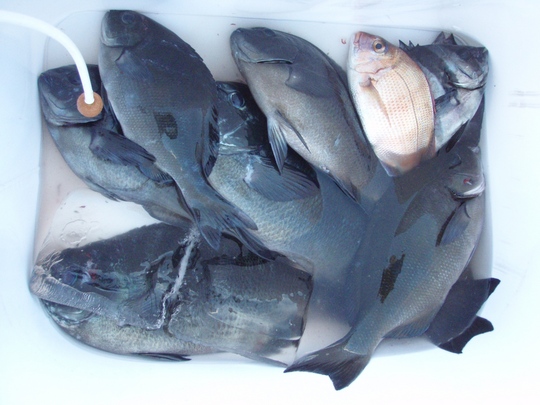 楽しい釣果でした。