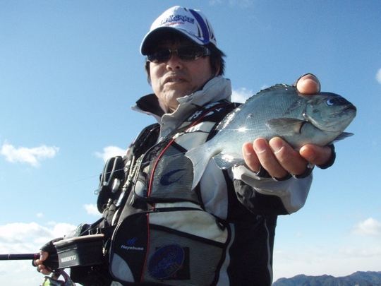 沖目に送っていくとこんなサイズが竿2本ぐらいの深いところで釣れてきます。