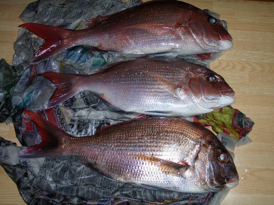 アベレージサイズをぽろぽろ