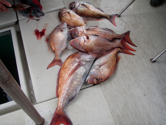 美しく美味しい加太のマダイです