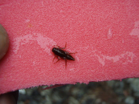 川虫を採取しましてトライしましたが・・・。