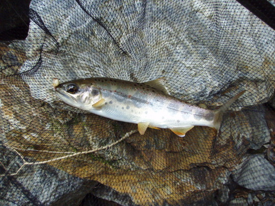 天然のアマゴ。