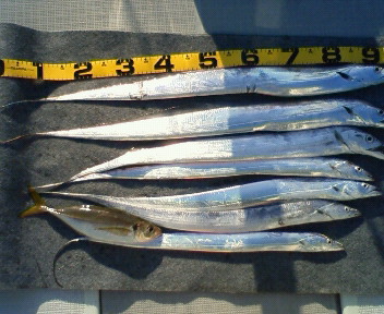 太刀魚、アジも映っていますね。