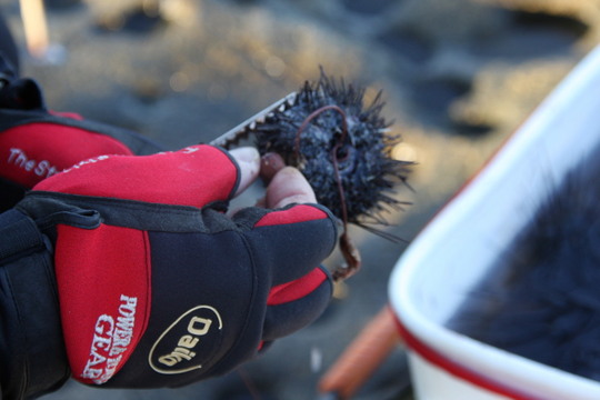 穴埋めはマルキューの魚玉ハード