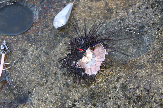 これは石鯛の仕業ではないと思います。