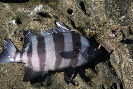 石鯛。あ〜うらやましい。