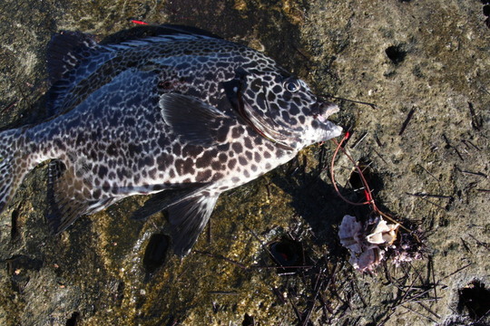 これはイシガキダイ。幼魚。この先80センチの口白なる予定です。