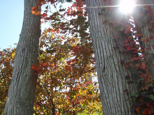 木漏れ日で色鮮やかに