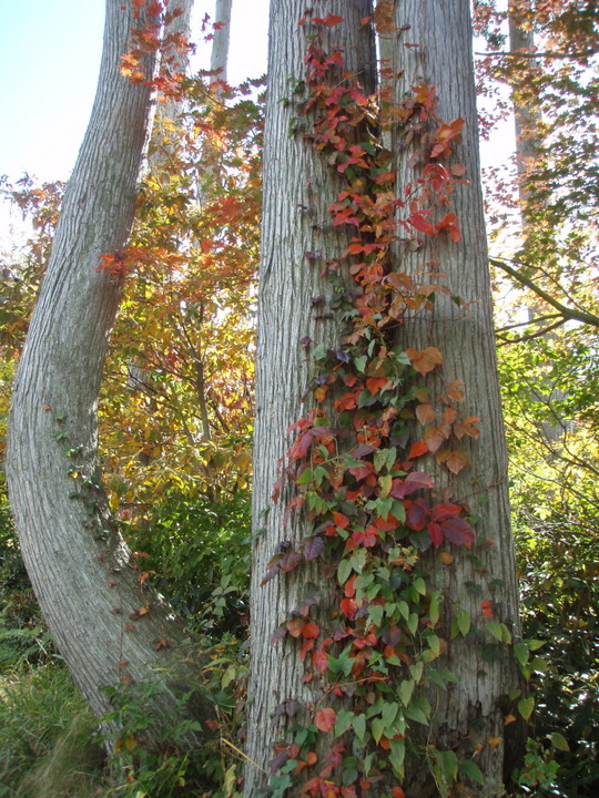 美しい蔦のアトリエ