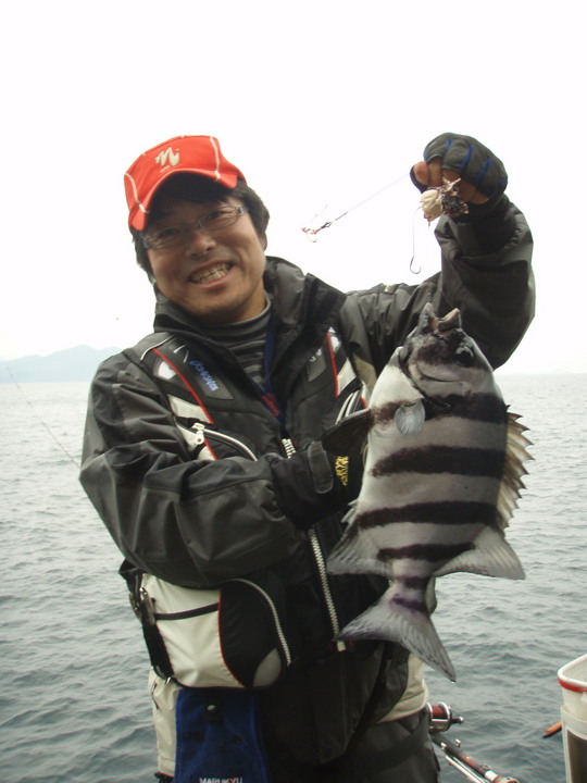 待望の縞々、本イシは精悍でかっこいい。